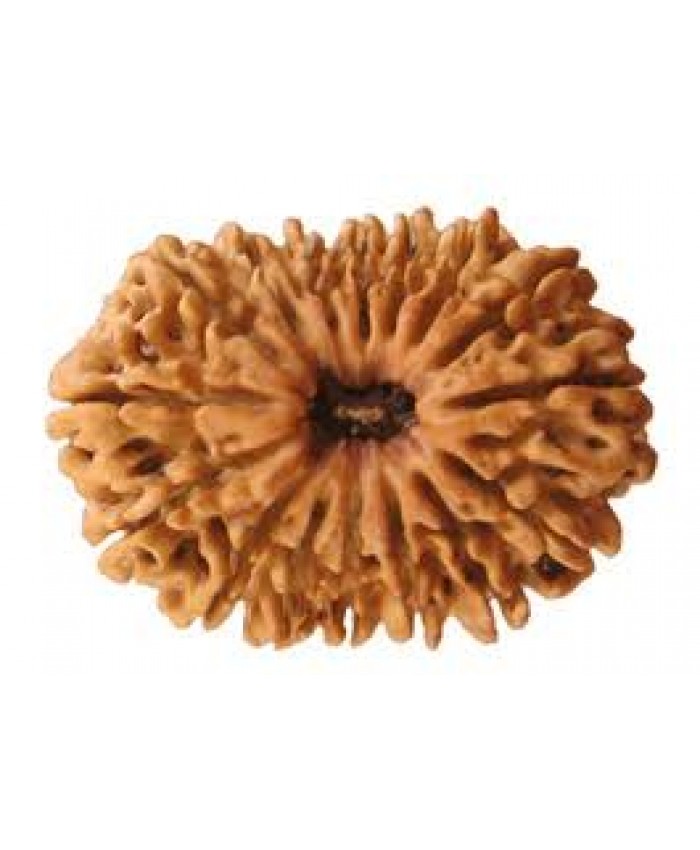 16 Mukhi rudraksha